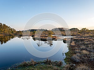 Swamp overgrown with trees and reeds, swamp lake at sunset, swamp vegetation in the foreground