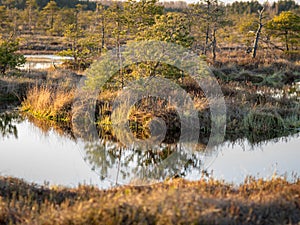 Swamp overgrown with trees and reeds, swamp lake at sunset, swamp vegetation in the foreground