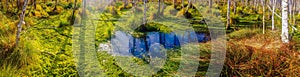 Swamp panorama.