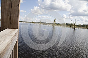 Swamp from a Pier