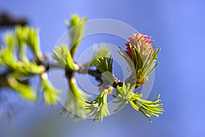 Swamp pine, the germ of a young cone