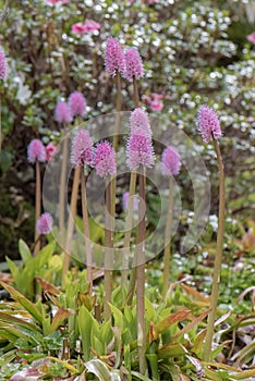 Swamp Pink plants, Helonias bullata