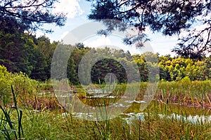 Swamp in Poland