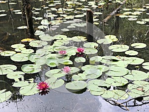 Swamp Pond Over Run with Aquatic Water Lilies in Morgan County Alabama USA