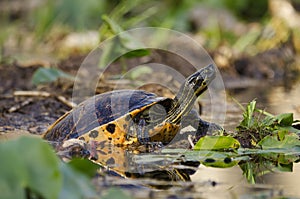 Pantano stagno barra di scorrimento un fiume tartaruga pantano animali e piante rifugio 