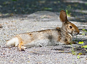 Swamp Rabbit