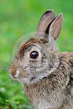 Swamp Rabbit, Swamp Hare,(Sylvilagus aquaticus),