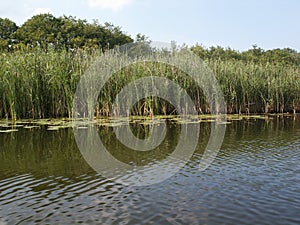 Swamp reed water edge