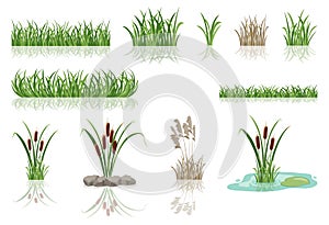 Swamp reeds in grass. Vector illustration of lake thickets.