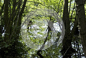 Swamp reflections