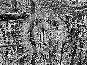 Swamp Reflections in Black and White in February