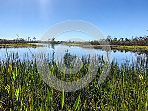swamp river landscape