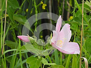 Swamp Rose grows in Montezuma Swamp in FingerLakes