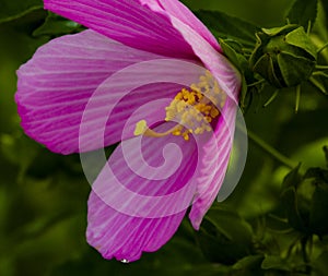 Swamp Rose Mallow