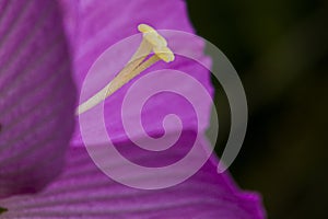 Swamp Rose Mallow