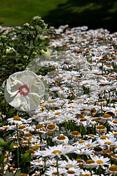 Swamp rose mallow flowers blooming among a mass of daisies