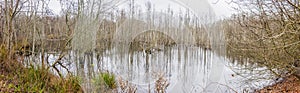 Swamp with rotting trees panorama