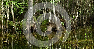 Swamp Scene in Florida Everglades