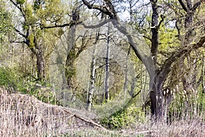 Swamp scene in South West Poland