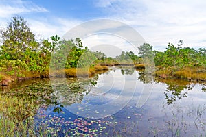 Swamp scenery on the Koh Kho Khao island