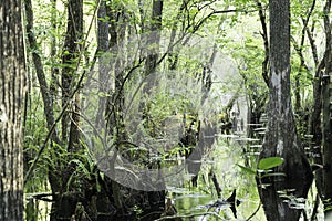 Swamp At Slough Preserve