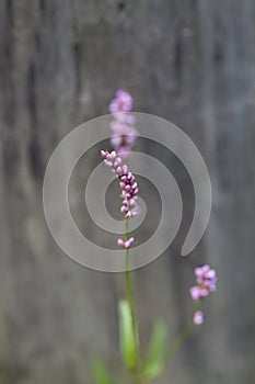 Swamp Smartweed Wildflowers - Persicaria amphibia