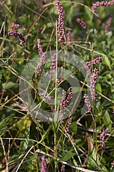 Swamp Smartweed Wildflowers - Persicaria amphibia