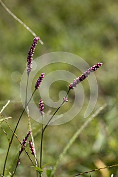 Swamp Smartweed Wildflowers - Persicaria amphibia