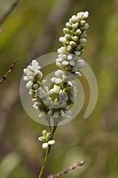 Swamp Smartweed Wildflowers - Persicaria amphibia photo