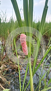 Swamp snail eggs on rice stalks