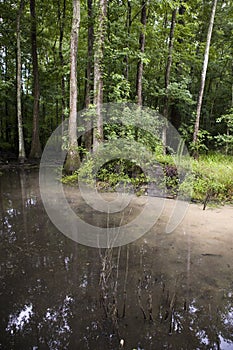 Swamp with soil runoff