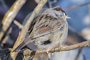 Swamp Sparrow in the cold