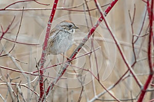 Swamp Sparrow - Melospiza georgiana