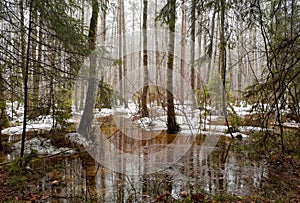 Swamp in spring photo