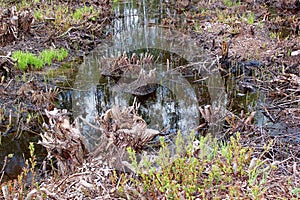 Swamp on a spring day