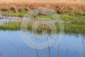 Swamp in the spring, overgrown with last year`s schema of reeds and new green grass