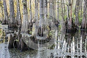 Swamp Stump At Slough Preserve