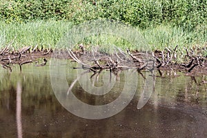 The Swamp in the summertime forest. Scary natural forest landscape. Snags and stumps reflections in the rough water surface