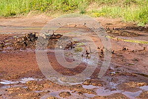 The Swamp in the summertime forest. Scary natural forest landscape. Snags and stumps reflections in the rough water surface