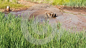 The Swamp in the summertime forest. Scary natural forest landscape. Snags and stumps reflections in the rough water surface