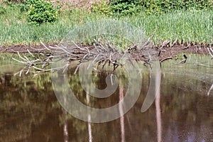 The Swamp in the summertime forest. Scary natural forest landscape. Snags and stumps reflections in the rough water surface