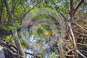 Swamp Surrounded And Shaded By Mangroves photo
