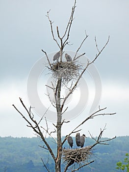 Swamp tree with Great Blue Heron rookery nests