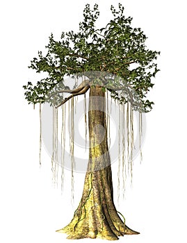 Swamp tree isolated photo