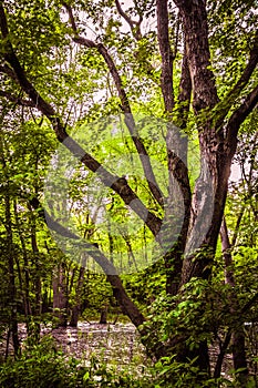 Graceful Tree and Limbs with Mature Growth. Vintage Environment.