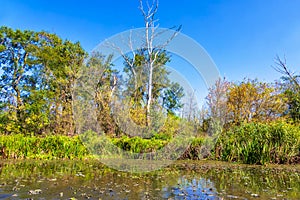 Swamp Trees