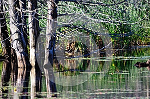 Swamp trees