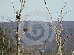 Fingerlakes swamp trees with established heron nests photo