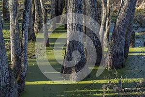 Swamp tupelo trees with duckweed