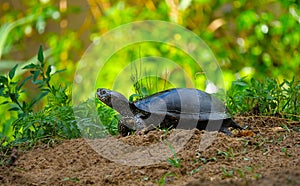 Swamp turtle. Emys orbicularis